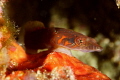   Conenmarra clingfish Mirbelia candolii clearly showing its ventral sucker. Shot using Canon EOS 350D 100mm macro Ikelite housing twin Nikonos SB105 strobes. sucker SB-105 SB 105 strobes  